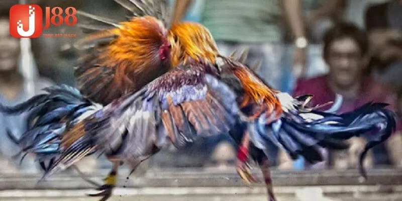 Tại sao nên chọn xem đá gà Thomo có bình luận viên?