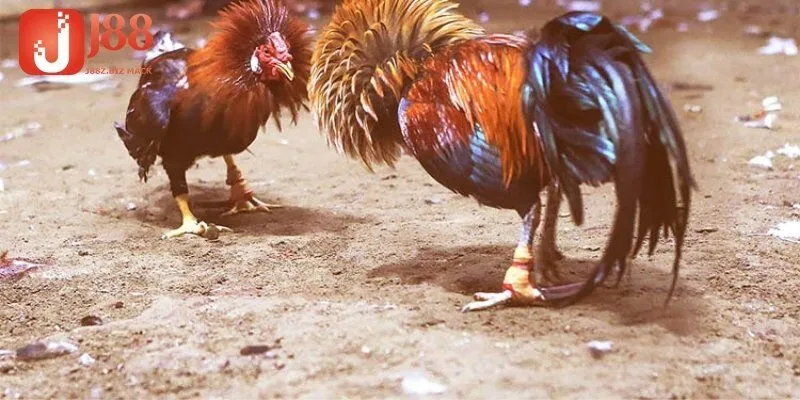 Trải nghiệm cá cược tiện lợi đá gà trực tiếp C1 J88