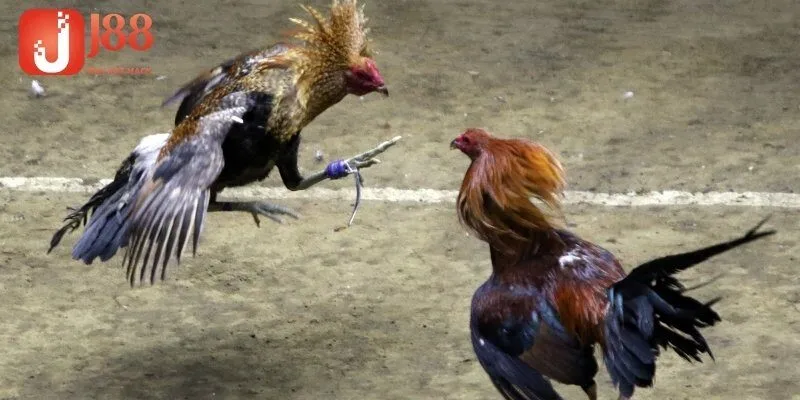 Tại sao trực tiếp đá gà Thomo hôm nay được ưa chuộng?