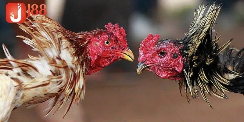 Phân loại chi tiết các loại đá gà trực tiếp tại trường Thomo